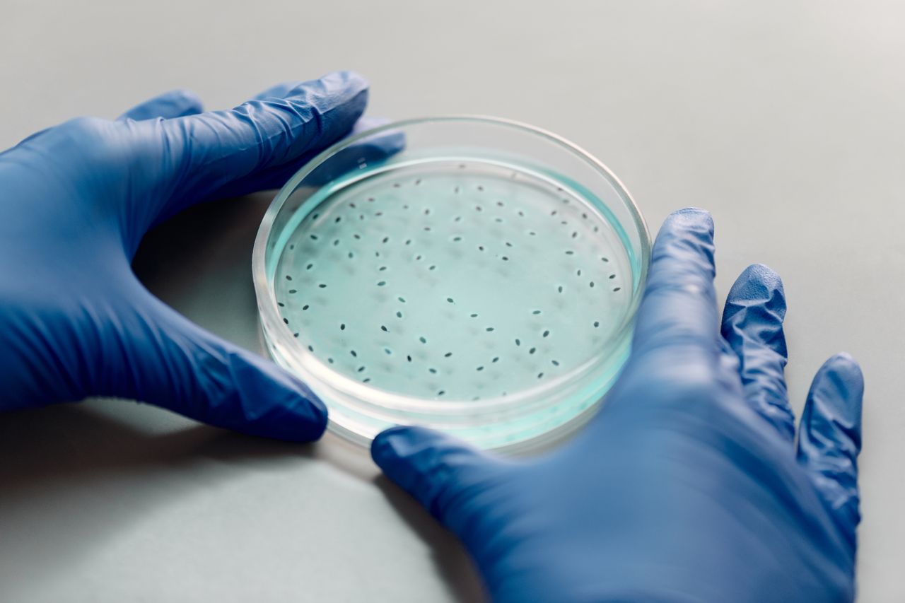 Gloved hands handling a filled petri dish, ideal for microbiology research visuals.
