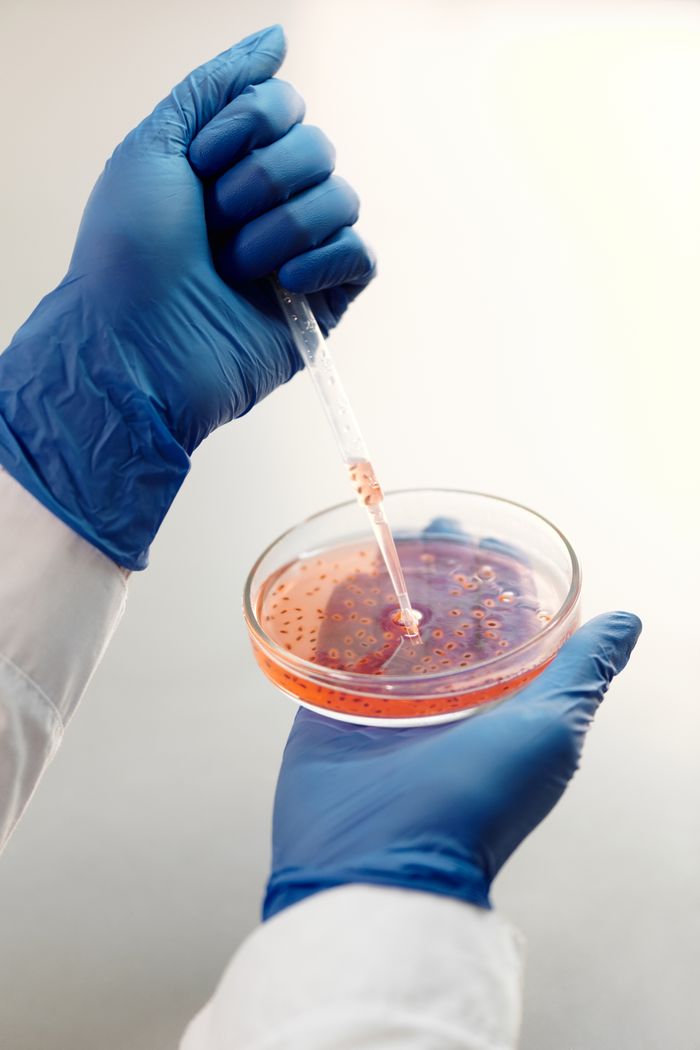 Researcher uses pipette in a petri dish filled with experimental specimen.